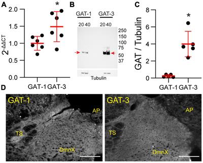 Gamma-Aminobutyric Acid Transporters in the Nucleus Tractus Solitarii Regulate Inhibitory and Excitatory Synaptic Currents That Influence Cardiorespiratory Function